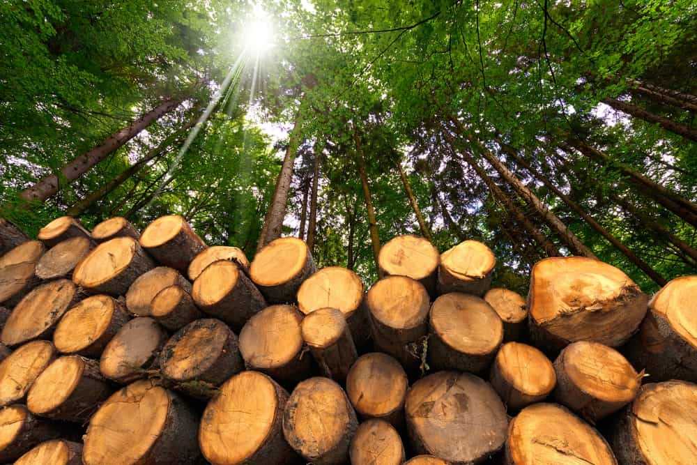 Timber logs