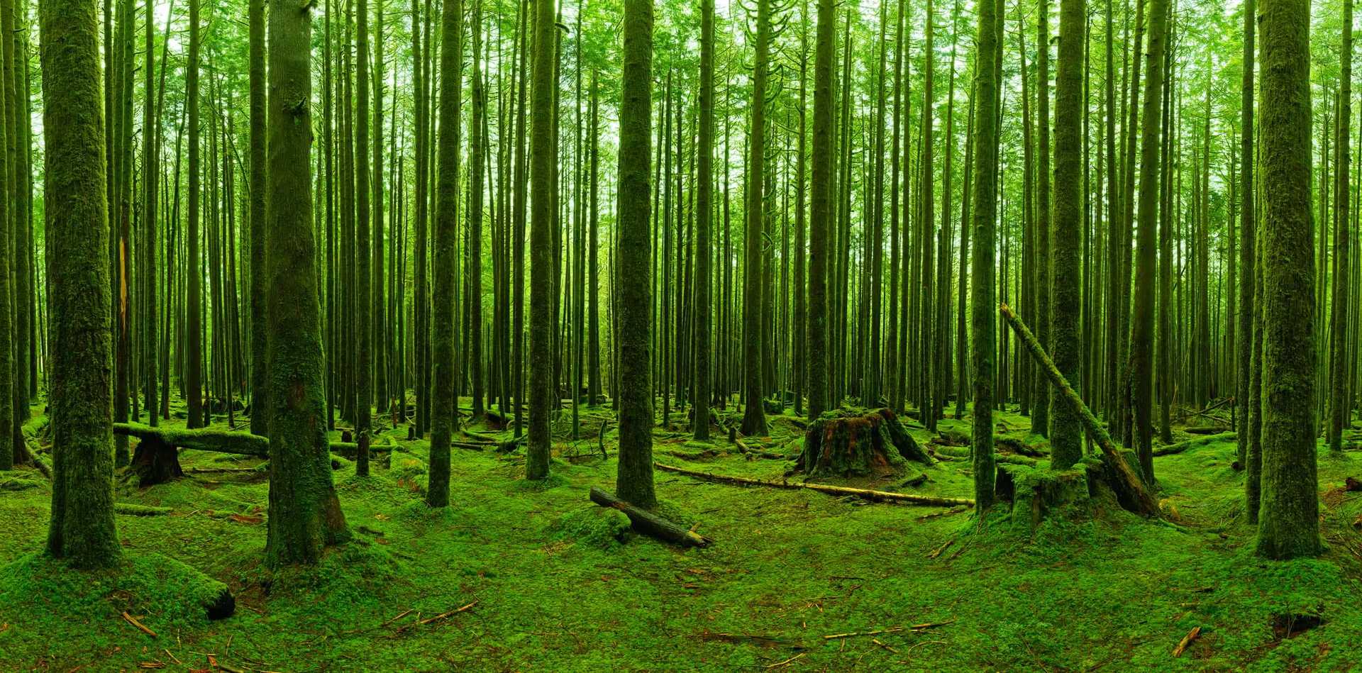 Timber forest